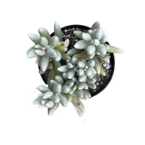 Cocoon Plant | 4 inch | Live Succulent Plant | Indoor Plant | House Plant | Drought Tolerant