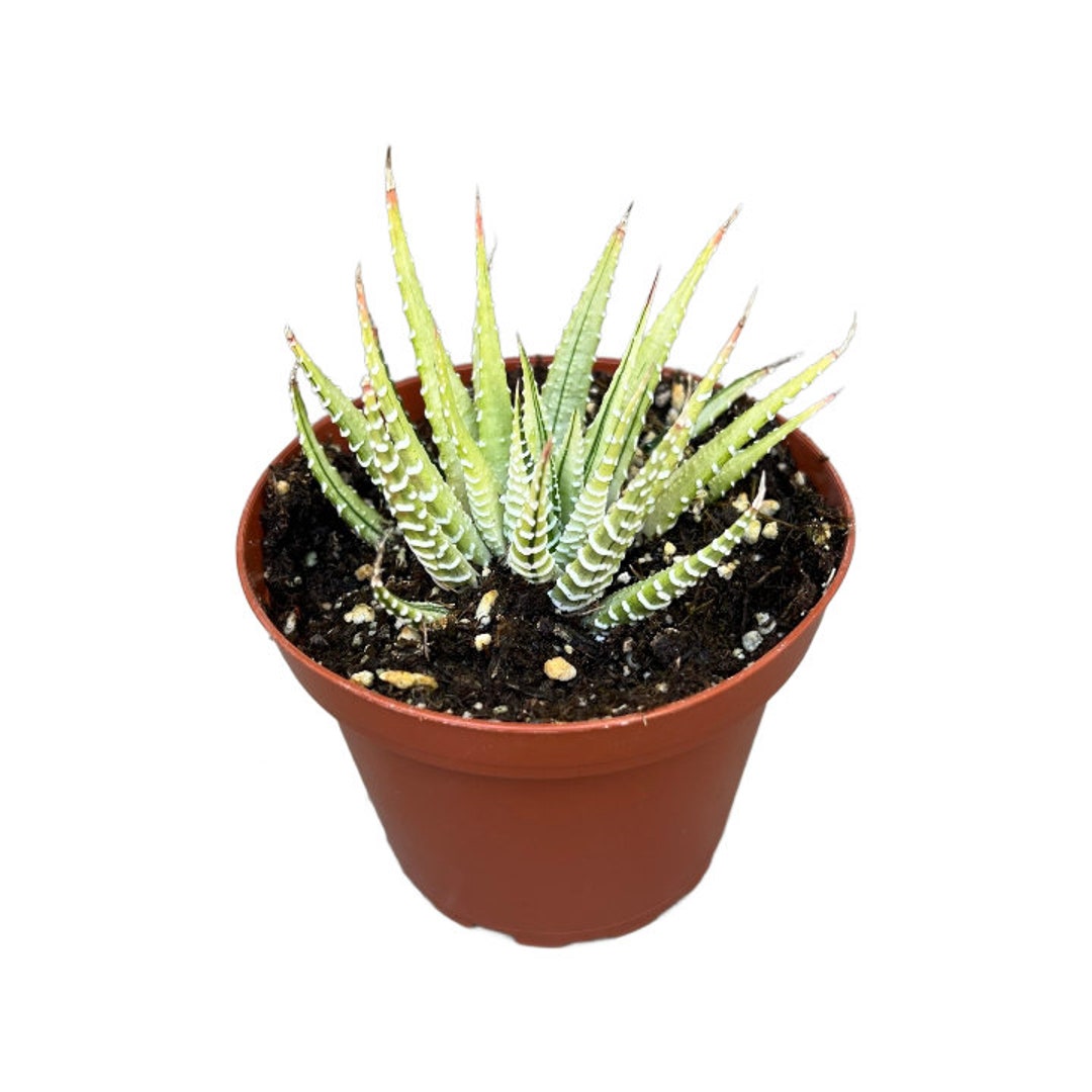 Variegated Zebra Plant 4 Inch Haworthia Live Succulent Etsy