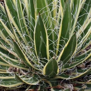 May include: Close-up of a green and white striped agave plant with long, thin leaves. The leaves are arranged in a spiral pattern and have a white, fuzzy texture.