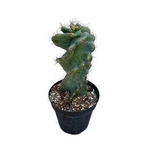 Spiral Cactus | 5.5-6.5&quot; Tall | Cereus forbesii spiralis | Twisted Cactus | Live Cactus Plant | Indoor Plant | Drought Tolerant Plant