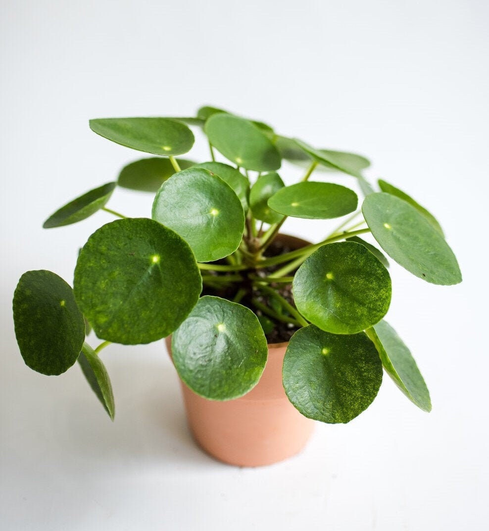 chinese money plant 6 inch pilea peperomioides live - etsy