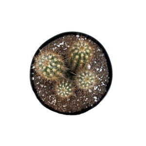 Xique-Xique Cactus- 4 Cactus | 6 inch | Pilosocereus Gounellei | Live Cactus Plant | Indoor Plant | Drought Tolerant