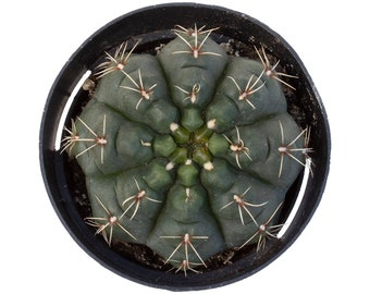 Native Chin Cactus | 4 inch | Gymnocalycium Baldianum | Live Cactus Plant | Succulent | Indoor Plant | House Plant