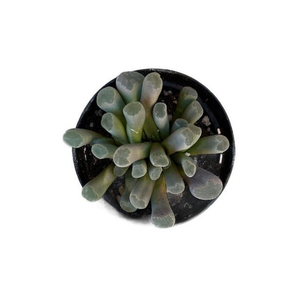 Purple Baby Toes | 2.5 inch | Frithia Pulchra | Glasies | Fairy Elephant's Feet | Mimicry Plants | Live Succulent | Drought Tolerant