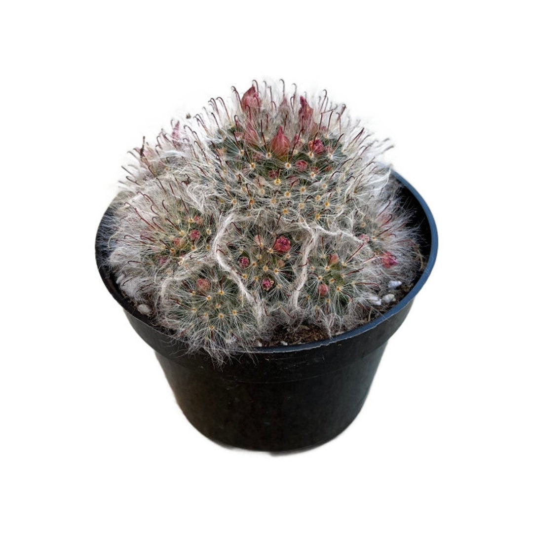 Powder Puff Cactus 4 Inch Mammillaria Bocasana Live Etsy