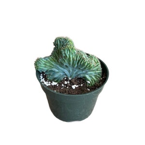 Blue Candle Crested Cactus | 4 inch | Blue Myrtle Crested Cactus | Myrtillocactus Geometrizans Cristata | Live Cactus Plant | Succulent