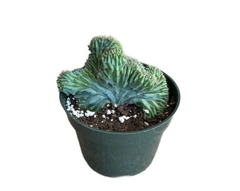 Blue Candle Crested Cactus | 4 inch | Blue Myrtle Crested Cactus | Myrtillocactus Geometrizans Cristata | Live Cactus Plant | Succulent