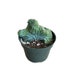 see more listings in the 4" Cacti section
