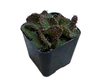 Crested Medusa's Head | 2 inch | Green Coral | Live Cactus Plant | Indoor Plant | House Plant