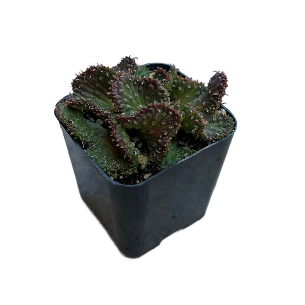 Crested Medusa's Head | 2 inch | Green Coral | Live Cactus Plant | Indoor Plant | House Plant