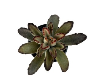 Chocolate Soldier | 2.5 inch | Kalanchoe | Live Succulent Plant | Indoor Plant | House Plant | Drought Tolerant Plants