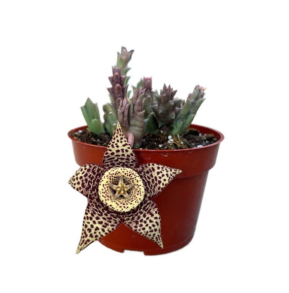 Starfish Flower | 4 Inch | Carrion Flower | Stapelia Orbea