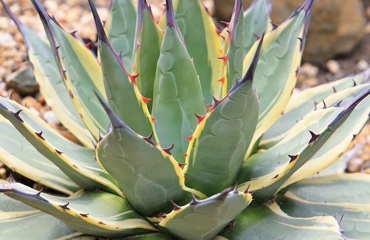 Cream Spike Agave | 8 Inch | Agave Applanata | Live Agave Plant | Succulent  | Cactus | Indoor Plant | House Plant | Bareroot - Etsy