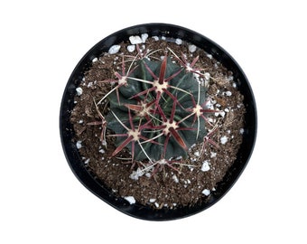 Devil's Tongue Barrel Cactus | 6 inch | Ferocactus latispinus | Live Cactus Plant | Succulent | Indoor Plant | Drought Tolerant