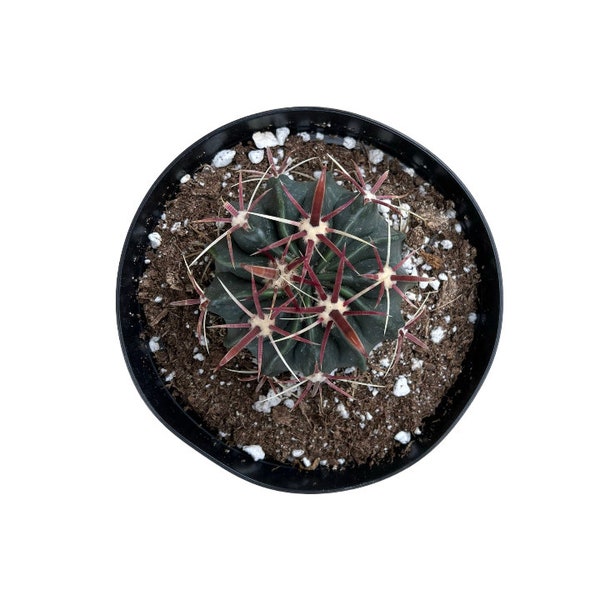 Devil's Tongue Barrel Cactus | 6 inch | Ferocactus latispinus | Live Cactus Plant | Succulent | Indoor Plant | Drought Tolerant