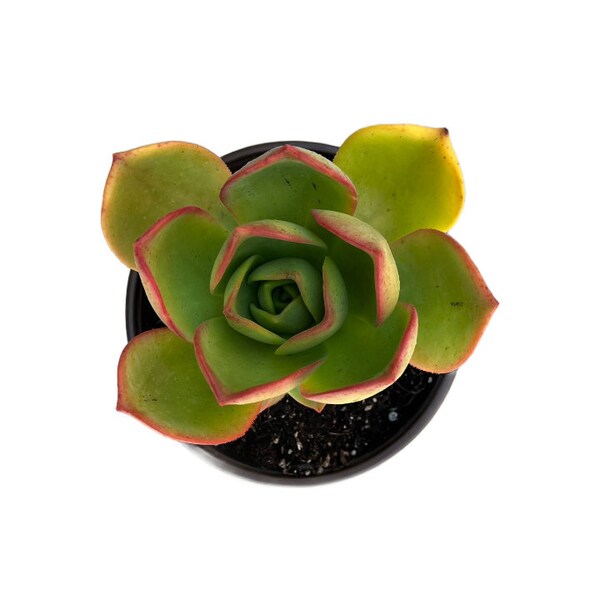 Éonium noble | 6 pouces | Aeonium Nobile | Plante succulente vivante | Plante d'intérieur | Plante d'intérieur