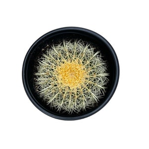 Golden Barrel Cactus | 5 Gallon | Echinocactus Grusonii | Live Cactus Plant | Succulent | Indoor Plant | House Plant | Drought Tolerant