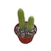 see more listings in the 6" - 8" Cacti section