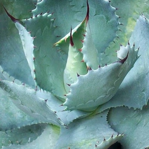 Butterfly Agave | 6 inch | Agave Potatorum | Live Succulent Plant | Cactus | Indoor Plant | Drought Tolerant