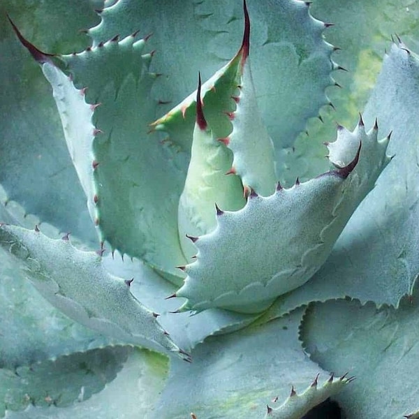 Butterfly Agave | 4 inch | Agave potatorum | Live Succulent Plant | Cactus | Indoor Plant | Drought Tolerant