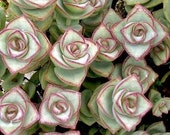 String of Buttons Ivory Tower 2 inch Crassula Perforata Live Succulent Plant Indoor Plant House Plant