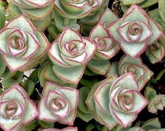 String of Buttons | 2 inch | Crassula Perforata | Live Succulent Plant | Indoor Plant | House Plant