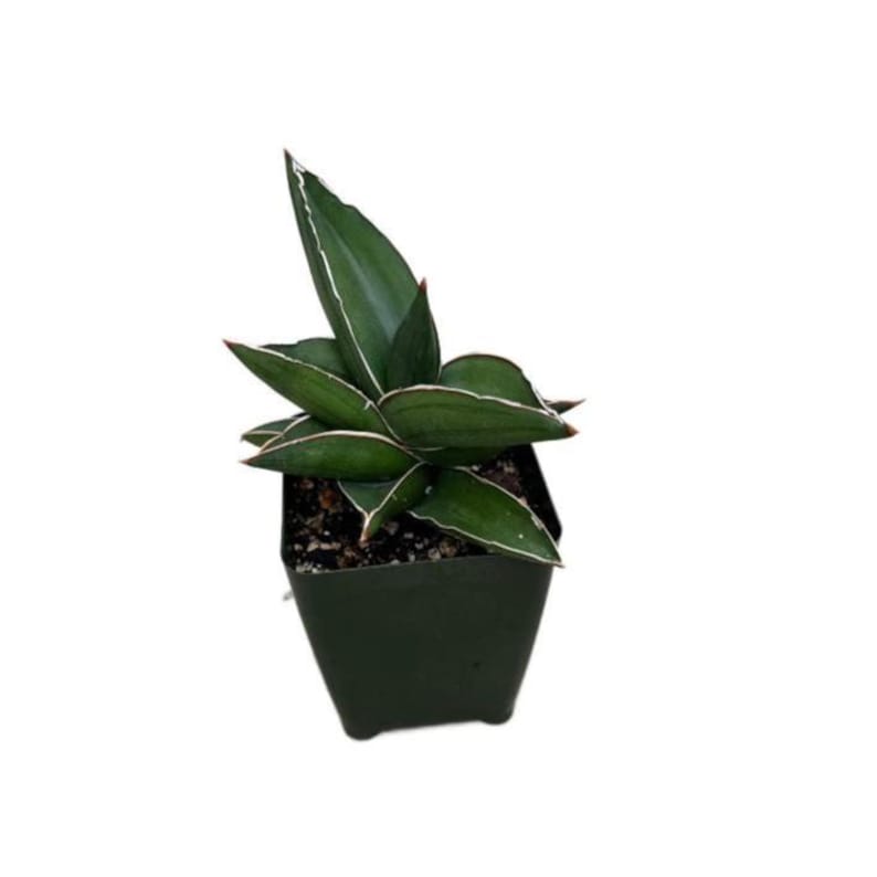 Sansevieria Samurai Snake Plant - Thumbnail 3