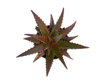 Aloe Night Sky | 1 Gallon | Aloe Hybrid | Live Succulent Plant | Cactus | Indoor Plant | House Plant | Drought Tolerant