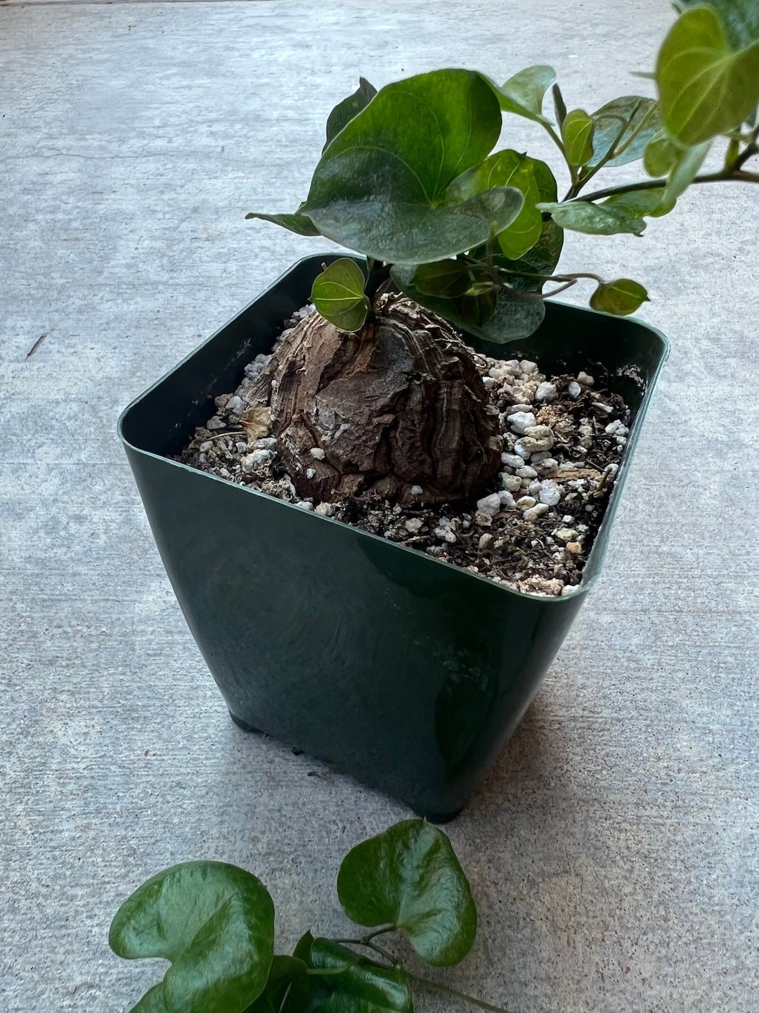 Elephant Foot Plant 4 Inch Dioscorea Elephantipes Live House Plant