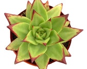 Echeveria Lipstick 2 inch Echeveria Agavoides Live Succulent Plant Indoor Plant House Plant