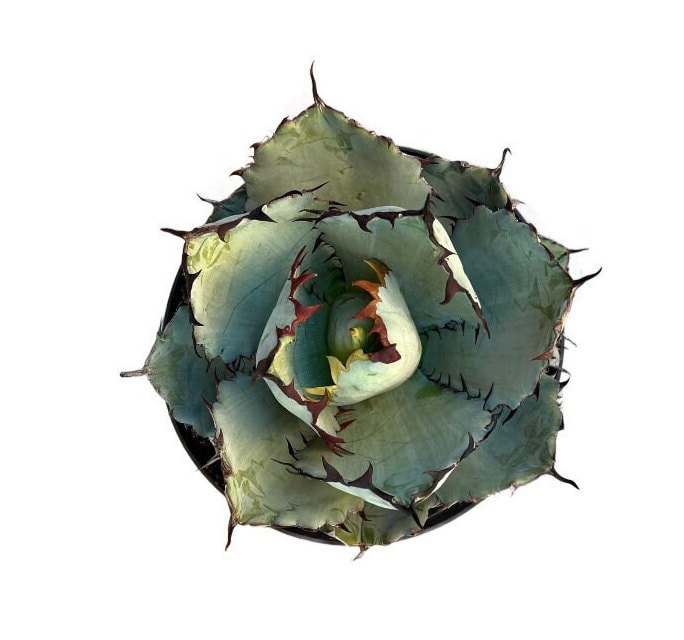 Black and Blue Agave | 8 Inch | Agave Titanota | Live Succulent