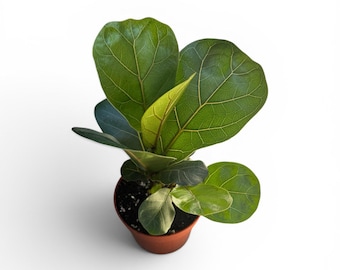 Ficus Bambino | Dwarf Fiddle Leaf Fig | 4 inch | Ficus Lyrata | Live Plant | Cactus | House Plant | Indoor Plant | Drought Tolerant