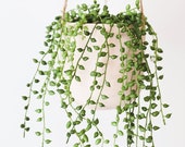 String of Pearls 2 inch Senecio Rowleyanus Live Succulent Hanging Plant Indoor Plant House Plant