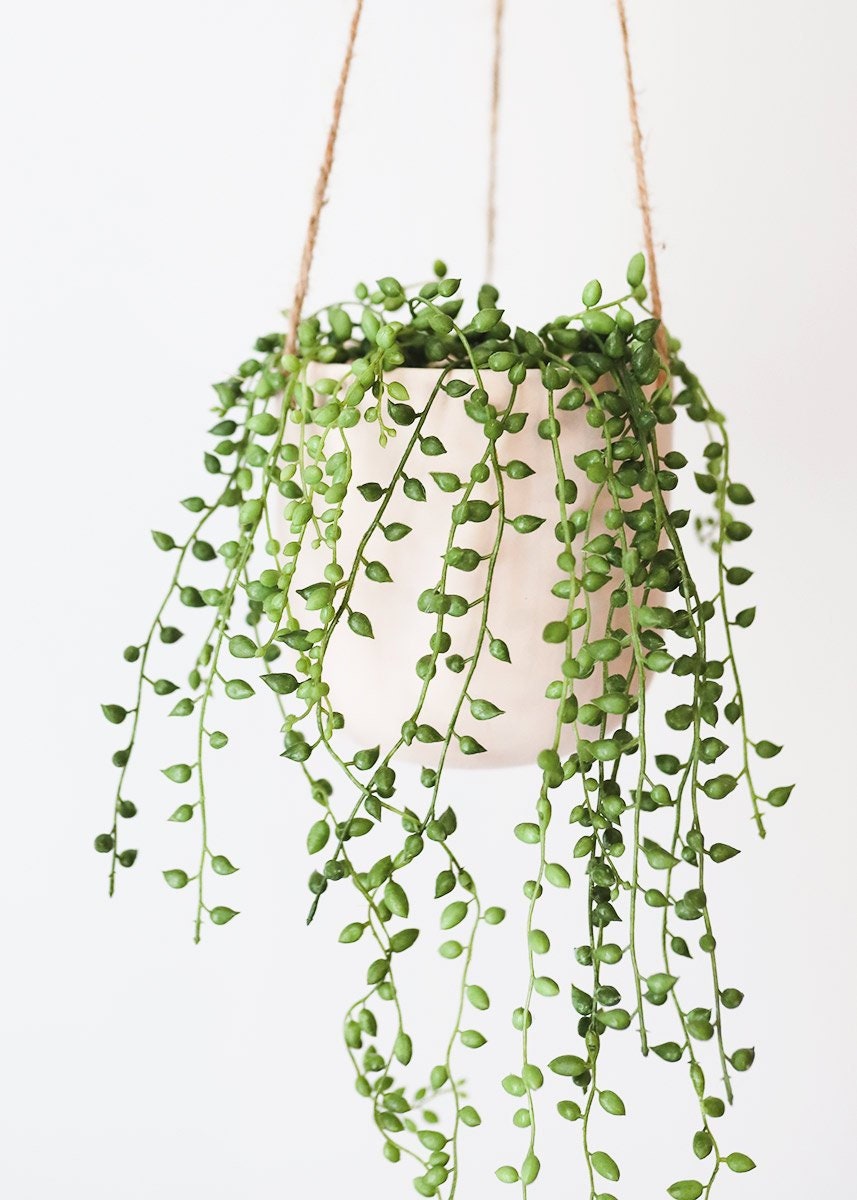 String of Pearls | 6 Inch | Rosary Vine | Live Succulent Hanging Plant |  Indoor Plant | House Plant - Etsy
