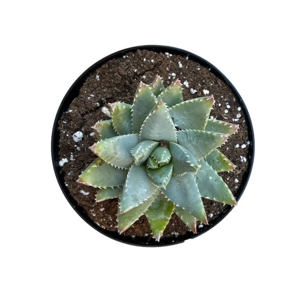 Native Crocodile Plant | 6 inch | Short-Leaf Aloe | Aloe Brevifolia | Live Succulent Plant | Indoor Plant | House Plant | Drought Tolerant