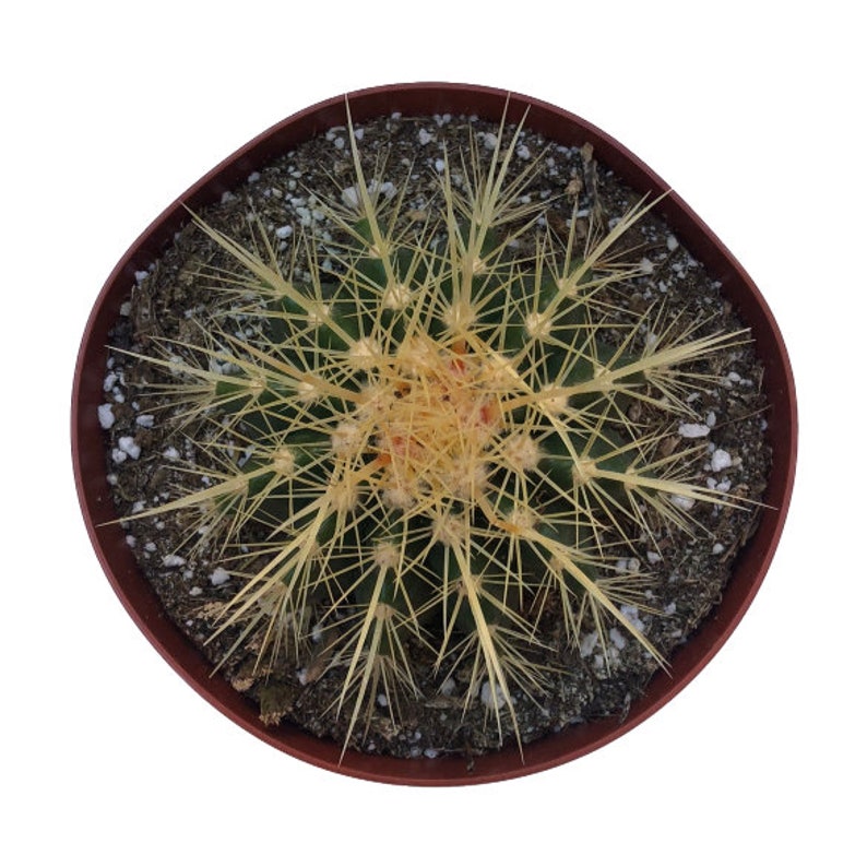 NativeWestCalifornia Golden Barrel Cactus - Thumbnail 2