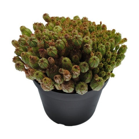 Euphorbia Monstrose - Etsy