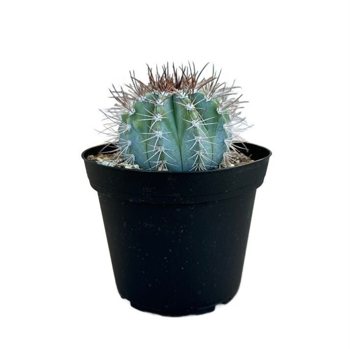 Melocactus - Etsy