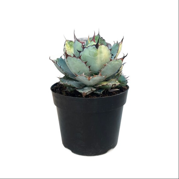 Black and Blue Agave | 8 Inch | Agave Titanota | Live Succulent