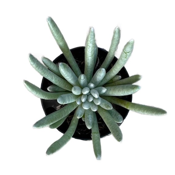 Silver Coral | 2.5 inch | Woolly | Live Succulent Plant | Indoor Plant |  House Plant