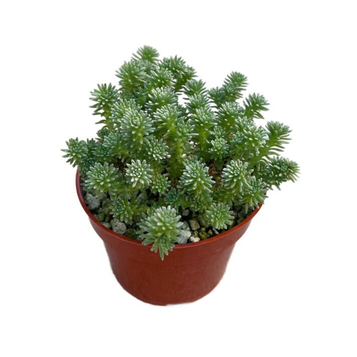 Miniature Joshua Tree | 4 Inch | Pygmy Joshua Tree | Live Succulent ...