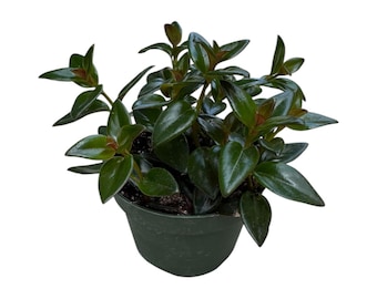 Goldfish Plant | 4 inch | Nematanthus gregarius | Live Plant | Indoor Plant | House Plant