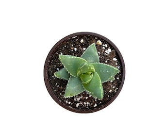 Crocodile Plant | 4 inch | Short-Leaf Aloe | Aloe Brevifolia | Live Succulent Plant | Indoor Plant | House Plant | Drought Tolerant