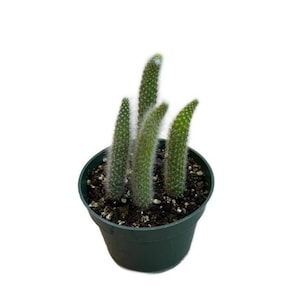 May include: A small, green cactus plant with multiple upright stems, each covered in tiny spines. The cactus is planted in a dark green plastic pot filled with soil. The background is plain white.