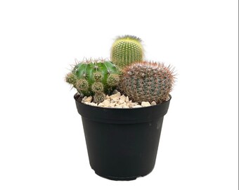 Mojave Desert Inch Live Cactus Arrangement Cactus Garden