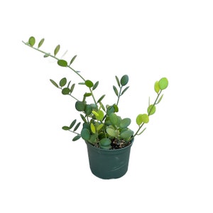 May include: A small potted plant with round, green leaves. The plant is growing in a green plastic pot.