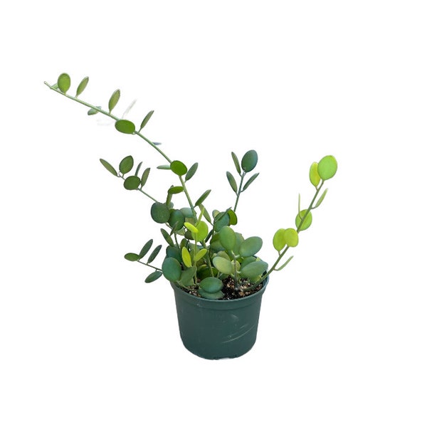 Silver Dollar Vine | 6 inch | Xerosicyos danguyi | Live Succulent Hanging Plant | Indoor Plant | House Plant