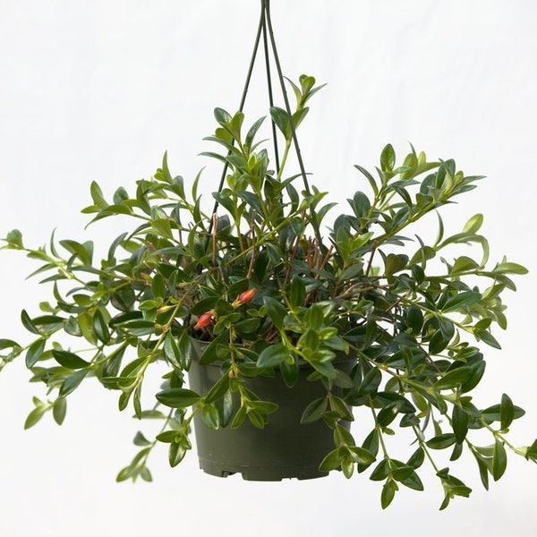 Goldfish Plant | 6 inch | Nematanthus gregarius | Live Plant | Indoor Plant | House Plant