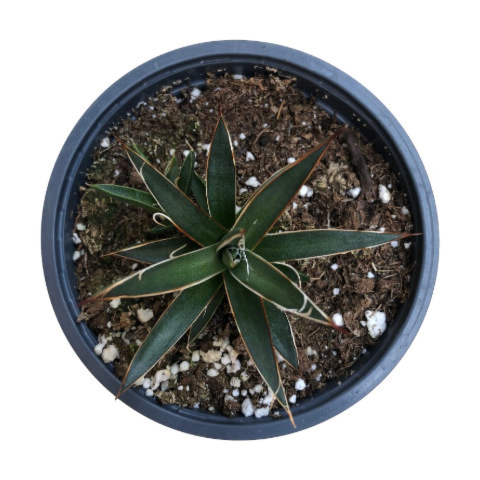 Thread Leaf Agave 4 Inch Live Succulent Plant Cactus Etsy