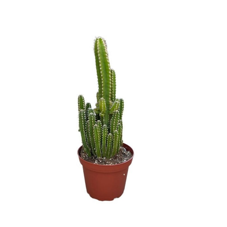 Fairy castle cactus